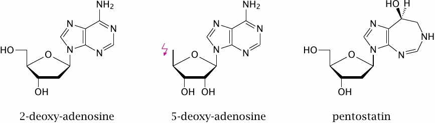 ADA deficiency: an in vitro model of drug treatment