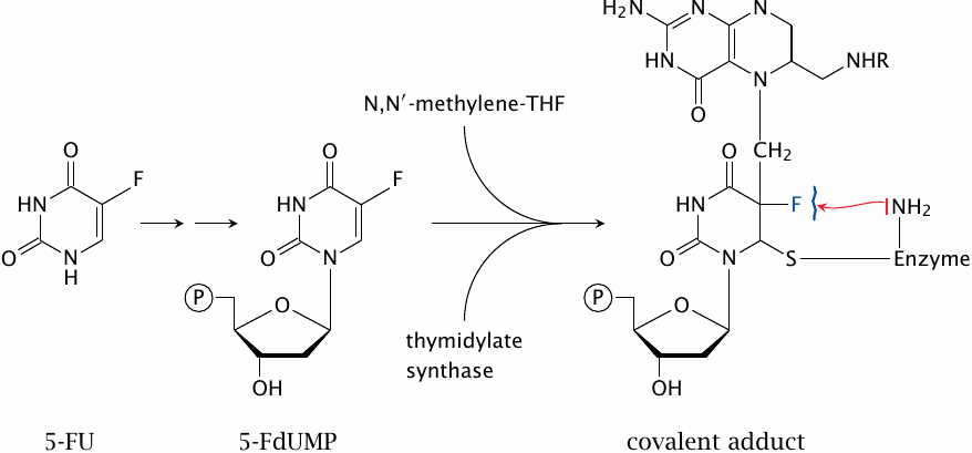 Inhibition of thymidylate synthase by 5-fluorouracil