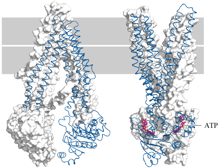 Structures of two ABC transporters in inward- and outward-facing
                    conformations