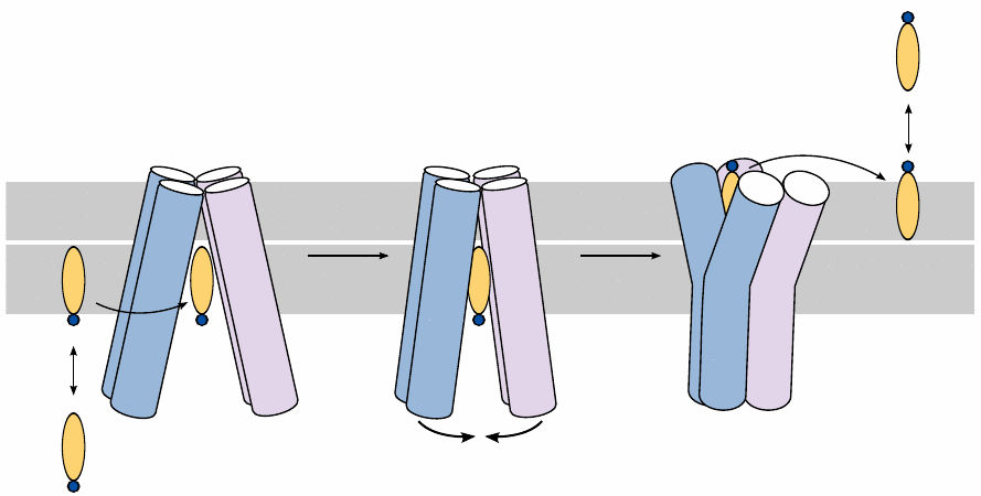 Schematic of the functional cycle of an ABC transporter