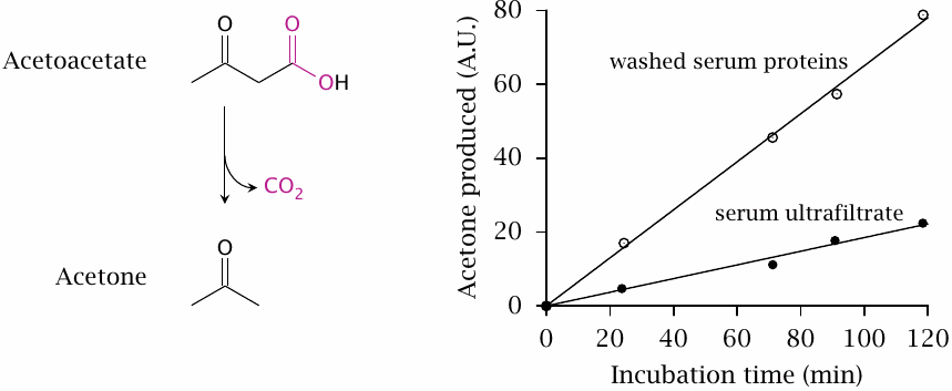 Experimental data showing that serum proteins accelerate the
                    spontaneous decarboxylation of acetoacetate to acetone