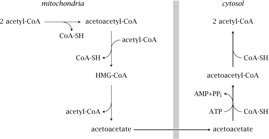 Enzyme reactions and substrate carriers involved the transport of
                    acetyl-CoA from the mitochondria to the cytosol via acetoacetate