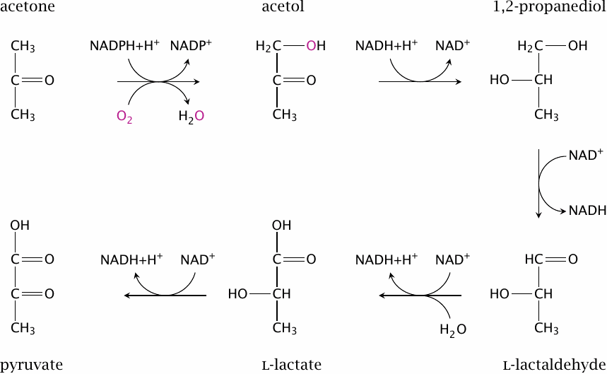 A pathway for the conversion of acetone to pyruvate. The first
                    reaction is catalyzed by a cytochrome P450 enzyme