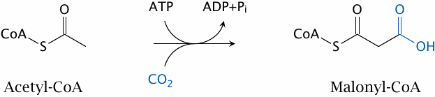 The acetyl-CoA carboxylase reaction