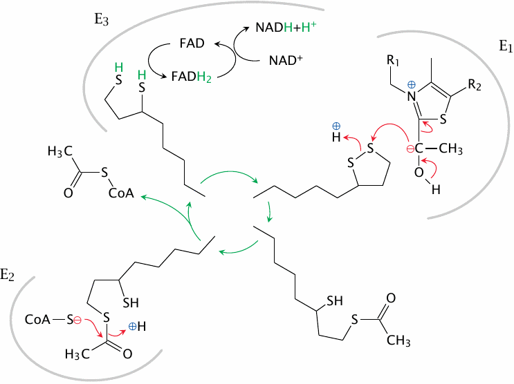 Schematic of the reaction mechanism of pyruvate dehydrogenase (E2 and
                    E3)