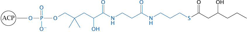 Structure of the phosphopantetheine moiety of the acyl carrier protein
                    moiety of fatty acid synthase