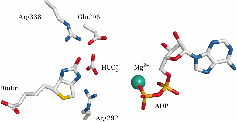 Configuration of substrates and catalytic moieties in the biotin
                    carboxylase active site