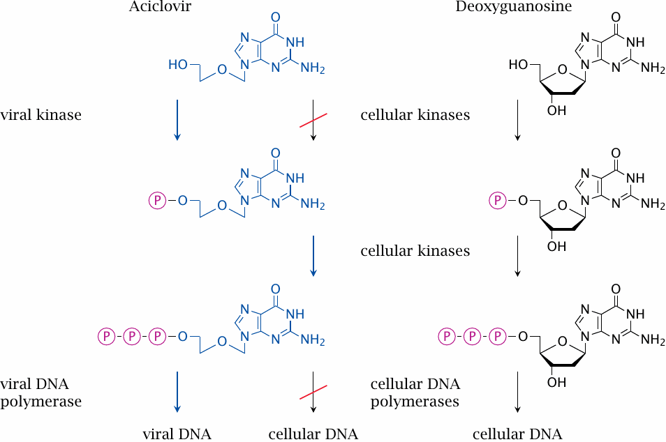 Aciclovir: mode of action on herpes virus