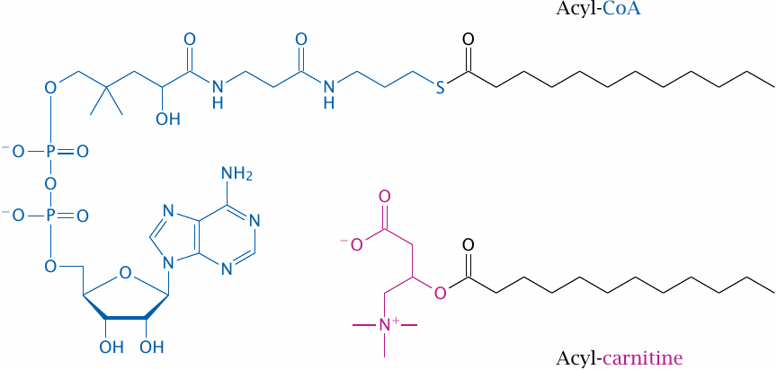 Structures of fatty acyl-coenzyme A and of fatty acyl-carnitine