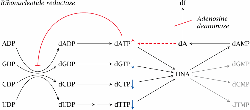 Adenosine deaminase deficiency