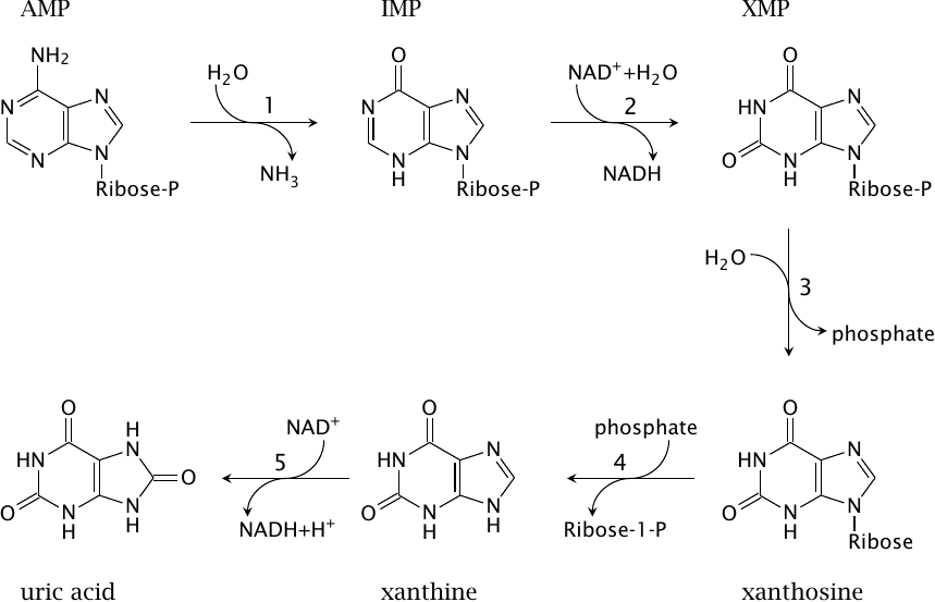 Adenine nucleotide degradation