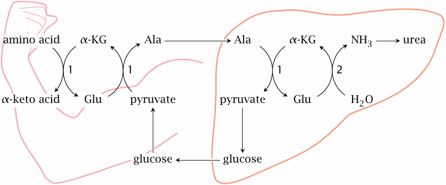 Schematic of the glucose-alanine cycle, which transports nitrogen from
                    peripheral tissues to the liver