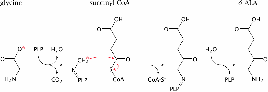 The δ-aminolevulinate synthase reaction