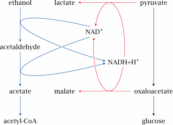 Inhibition of gluconeogenesis by ethanol degradation