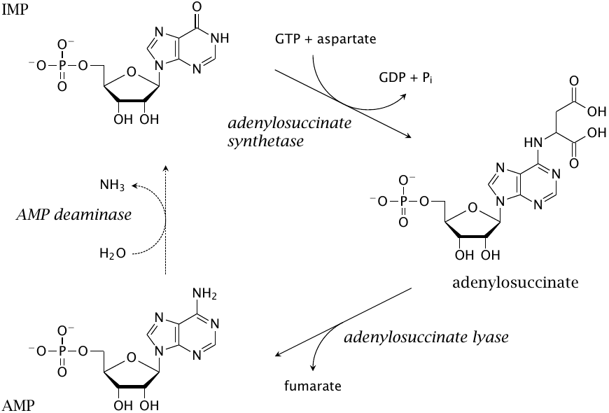Biosynthesis of adenosine monophosphate (AMP) from inosine
                    monosphosphate (IMP)