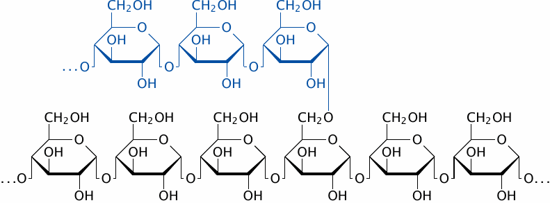 Polyglucose structure in Haworth projection
