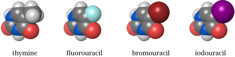 Thymine and various halogen analogues