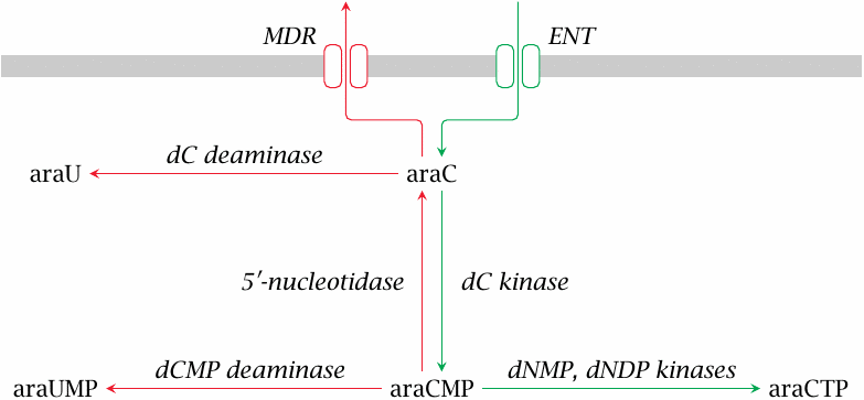 Metabolic activation and inactivation of araC