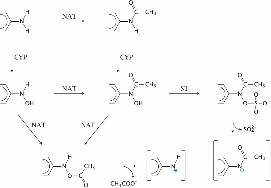 Metabolic activation of arylamine carcinogens