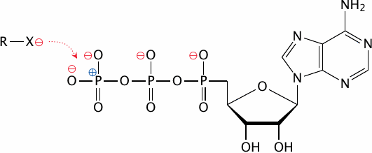 Schematic showing ATP and a nucleophile that is being repelled by the
                    negative charges on ATP’s triphosphate group