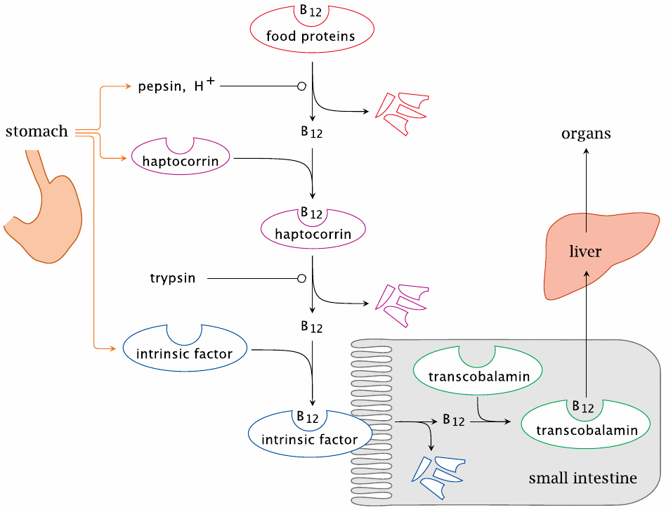 Overview of intestinal vitamin B12 uptake