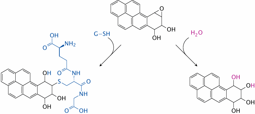 Detoxification of benzopyrene epoxide derivatives by epoxide hydrolase
                    or glutathione-S-transferase