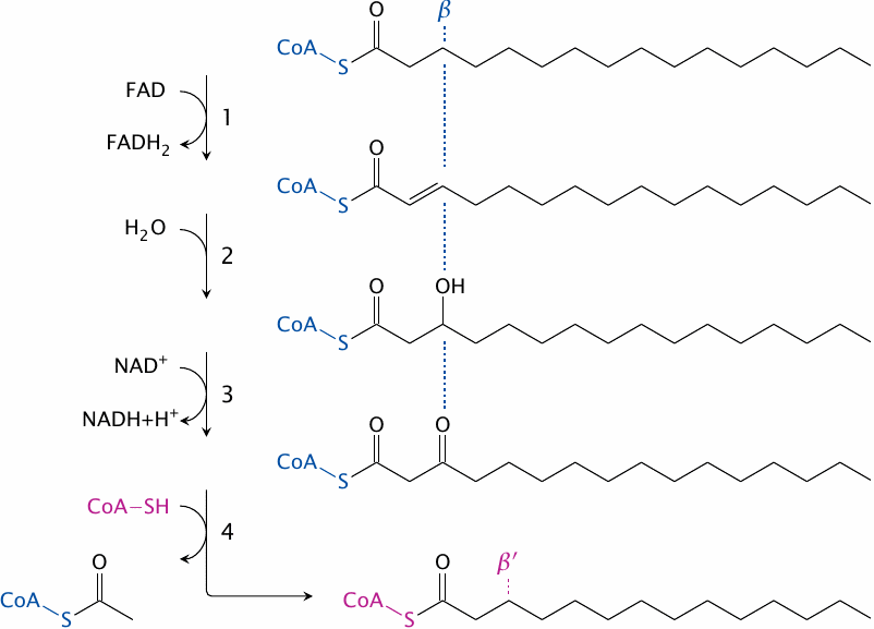 Reactions in beta-oxidation