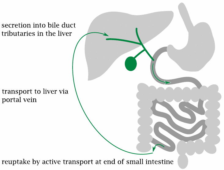 Schematic showing the enterohepatic cycle of bile acids: secretion
                    from the liver into the upper small intestine, reuptake at the end of the small
                    intestine, and extraction by the liver