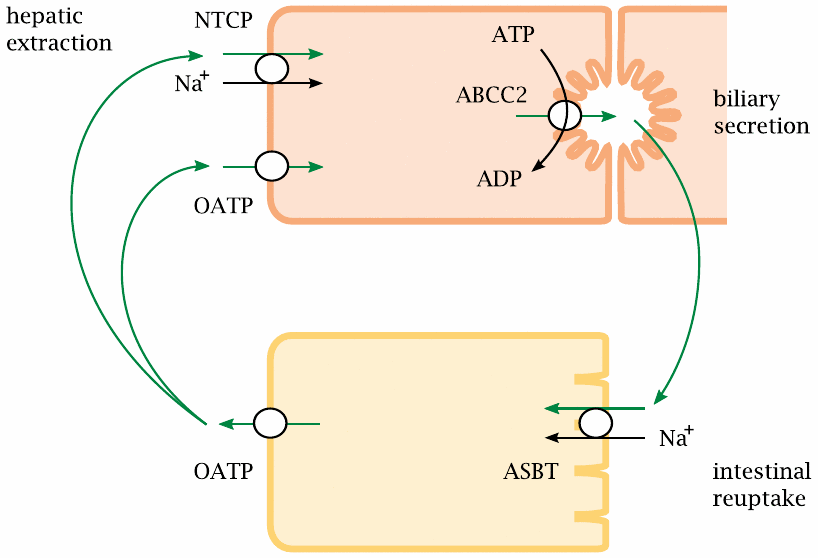 Schematic showing the major transport proteins driving the bile acid
                    enterohepatic cycle