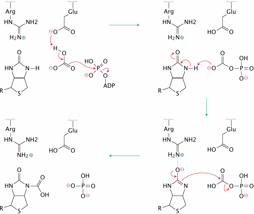The catalytic mechanism of biotin carboxylase
