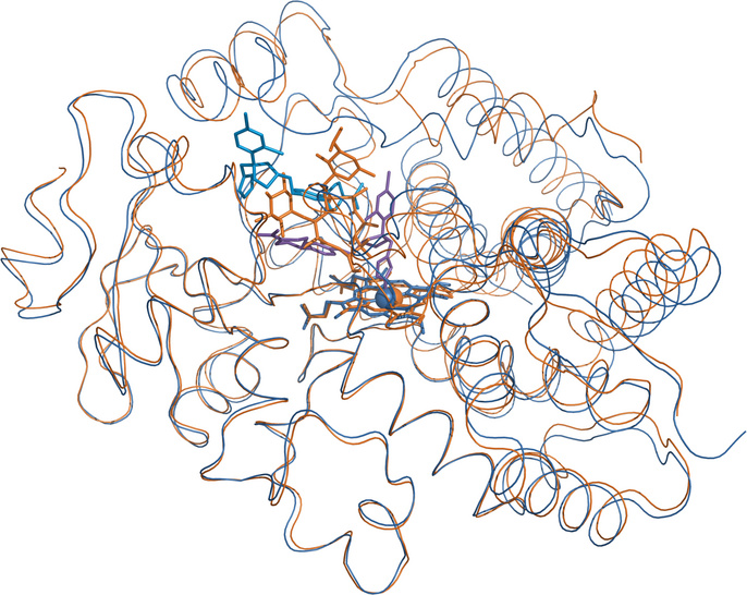 Superposition of the erythromycin- and the ketoconazole-bound
                    structures