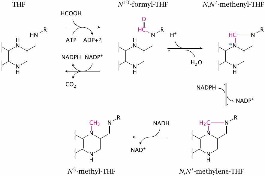 Overview of redox transitions between various forms of
                    C1-tetrahydrofolate