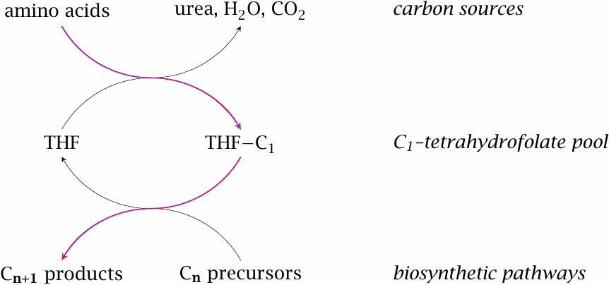 Overview of the role of tetrahydrofolate in metabolism