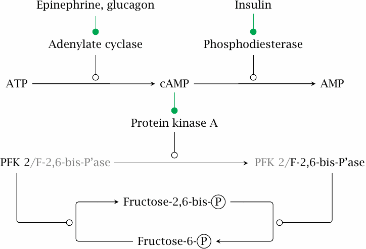 Hormonal control of cAMP and fructose-2,6-bisphosphate levels
