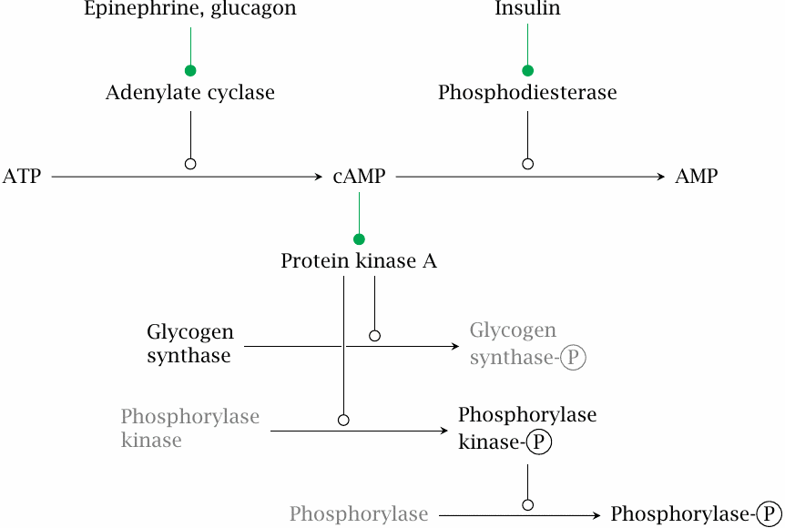 Control of glycogen metabolism by epinephrine, glucagon, and insulin
                    via cAMP and protein kinase A