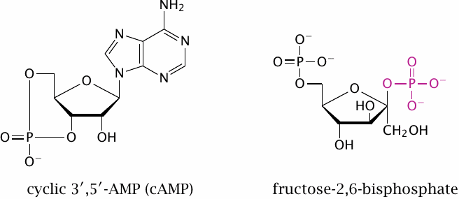 Structures of cAMP and fructose-2,6-bisphosphate