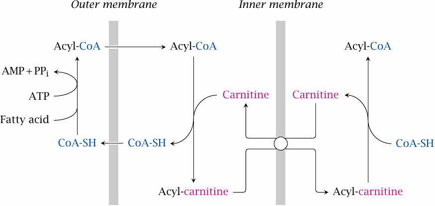 Schematic illustrating the transport of fatty acyl-CoA from the
                    cytosol to the mitochondria, with transient exchange of coenzyme A for carnitine
                    at the outer mitochondrial membrane