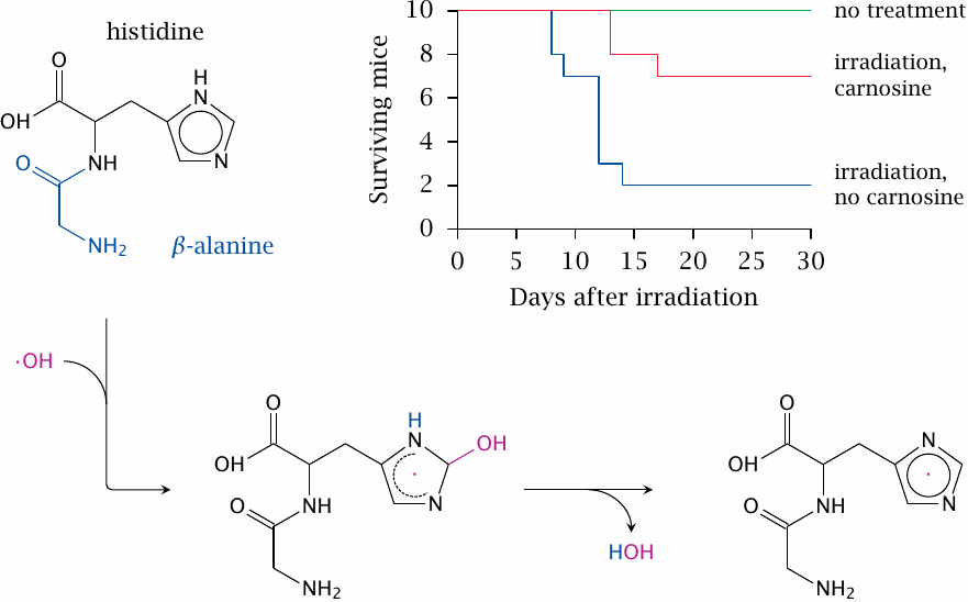 β-Alanine may be used to synthesize carnosine