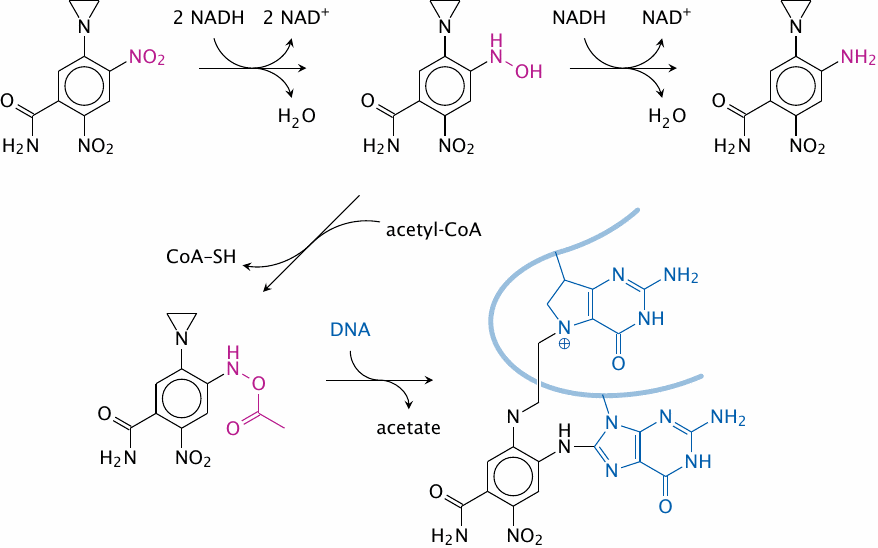 CB 1954, an experimental antitumor drug that is activated by nitro
                    group reduction and acetylation