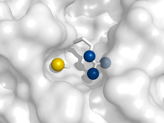 The active site of the protein tyrosine phosphatase Cdc25B