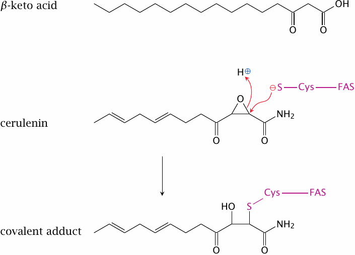Structure of cerulenin, and scheme of its covalent reaction with the
                    active site cysteine residue of fatty acid synthase