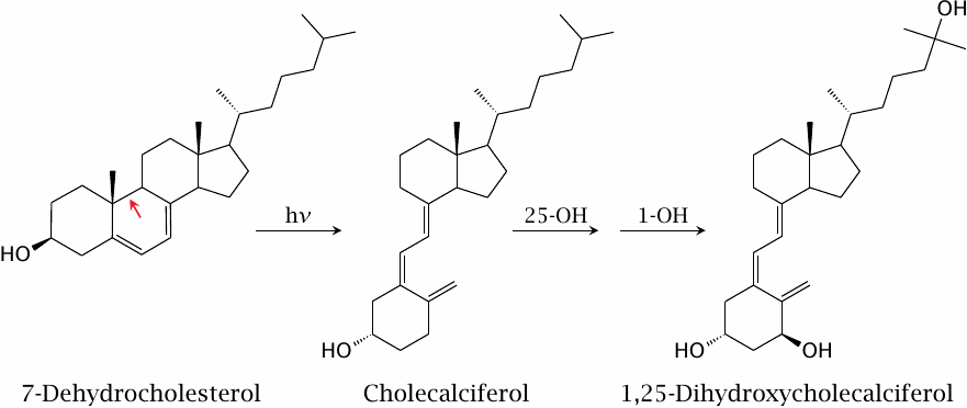 Conversion of 7-dehydrocholesterol to 1,25-dihydroxycholecalciferol
