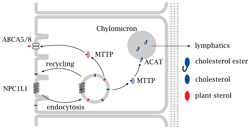 Schematic illustrating the steps involved in intestinal uptake of
                    dietary cholesterol