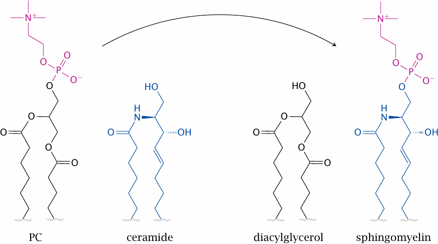 Reaction scheme for the conversion of ceramide to sphingomyelin