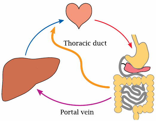 Schematic showing drainage of lymph fluid from the intestinal organs
                    toward the circulation via the thoracic duct, bypassing the liver