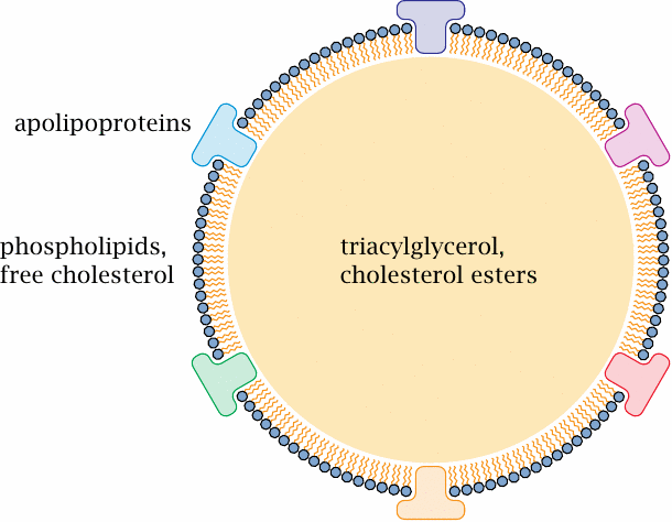 Schematic illustrating the structure of a lipoprotein particle