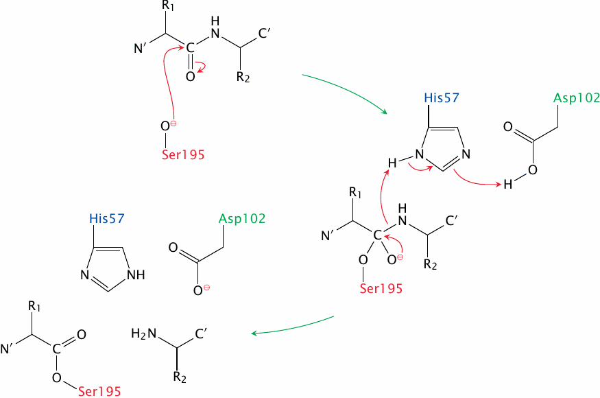 Schematic showing the catalytic mechanism of chymotrypsin