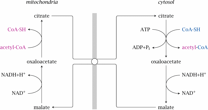 Enzyme reactions and substrate carriers involved the transport of
                    acetyl-CoA from the mitochondria to the cytosol via citrate