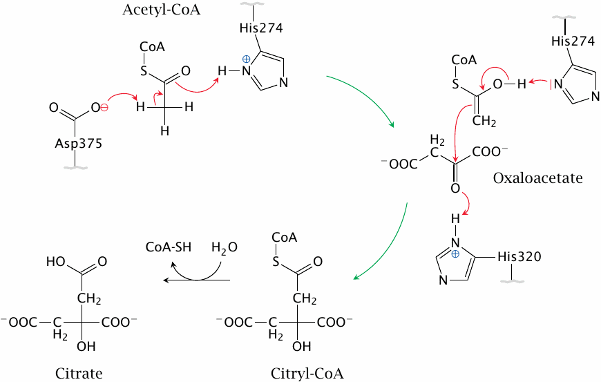 Schematic of the citrate synthase reaction