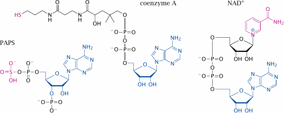 Structures of NAD, acetyl-CoA, and
                    3’-phosphoadenosine-5’-phosphosulfate (PAPS)